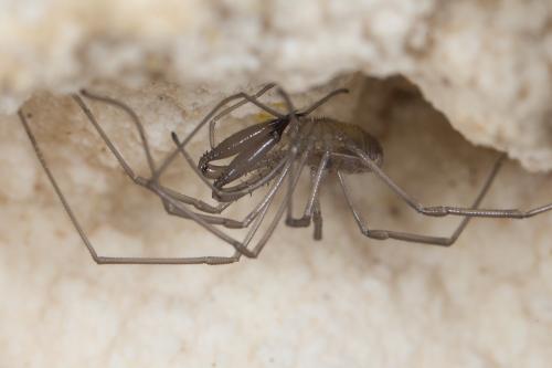 Réf. 242 388 : Ischyropsalis pyrenaea